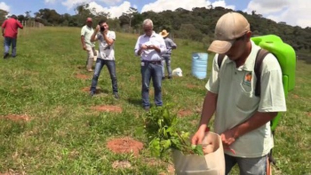 Plantar árboles para conservar los ríos, una iniciativa pionera en Brasil