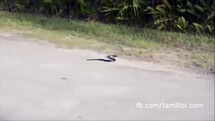 மிக மிக அரிய காட்சி தற்கொலை செய்து கொள்ளும் பாம்பு