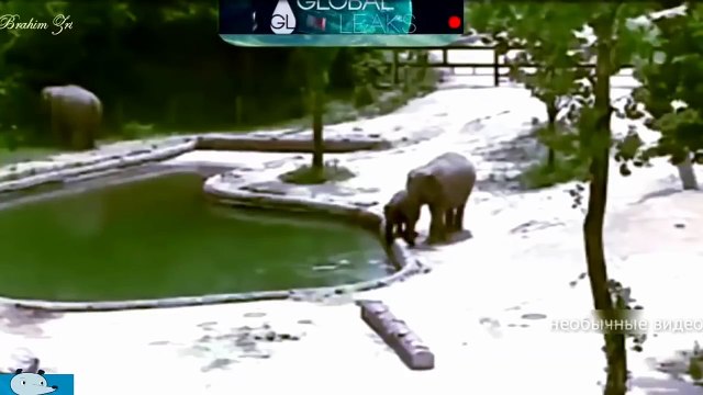 Scenes of the mercy of elephants on their young उनके युवाओं पर हाथियों की दया के दृश्य