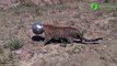 Ce jaguar se retrouve la tête coincée dans un pot en métal.