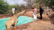 Ces touristes ont retrouvé une girafe dans la piscine d'un lodge en Namibie