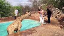 Ces touristes ont retrouvé une girafe dans la piscine d'un lodge en Namibie