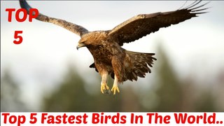 Top 5 fastest birds in the world.