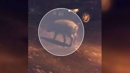 서울 성북구 정릉3동에 멧돼지 출현 / YTN