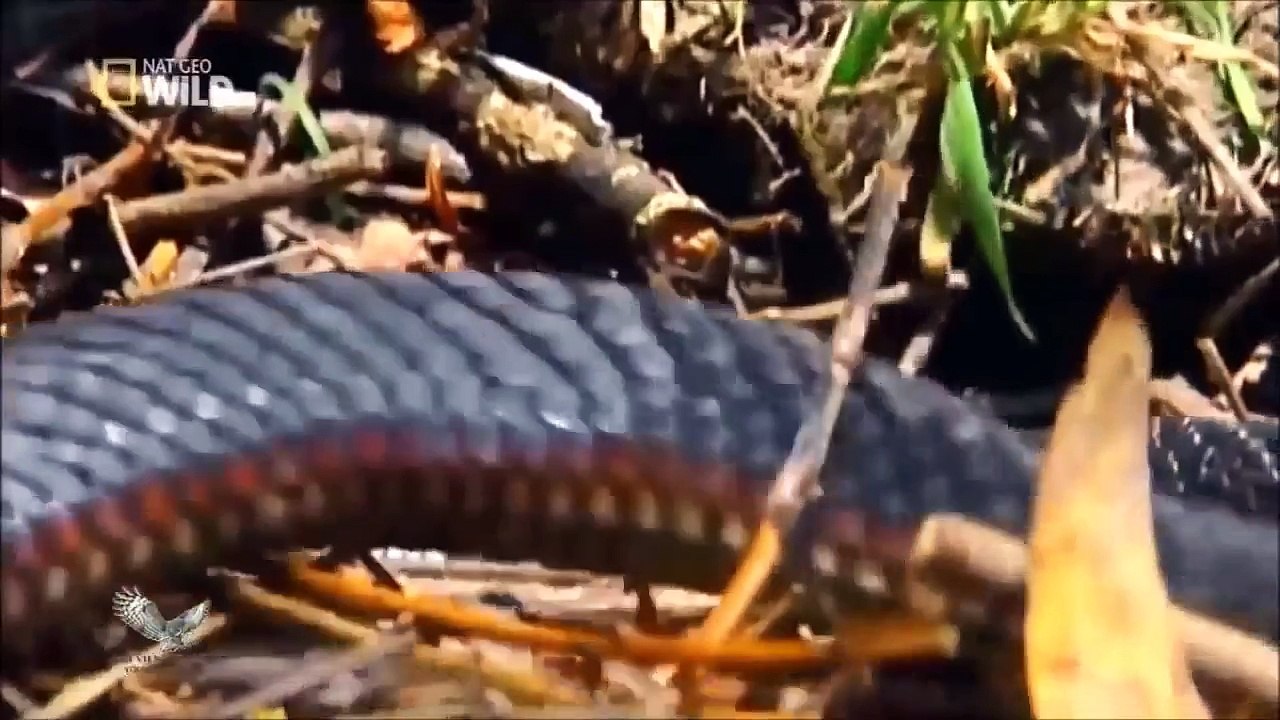 THẾ GIỚI ĐỘNG VẬT HOANG DÃ HD THUYẾT MINH - NHỮNG LOÀI SĂN MỒI NGUY HIỂM NHẤT PHÂN 7