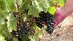 Drought hits South African wine industry