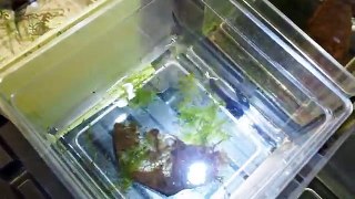 How to raise Dart frog tadpoles