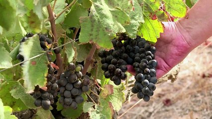 L'économie du Cap déjà frappée de plein fouet par la sécheresse