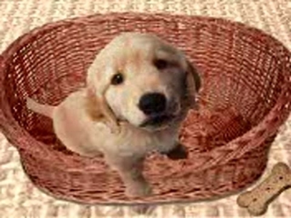 Petit chien