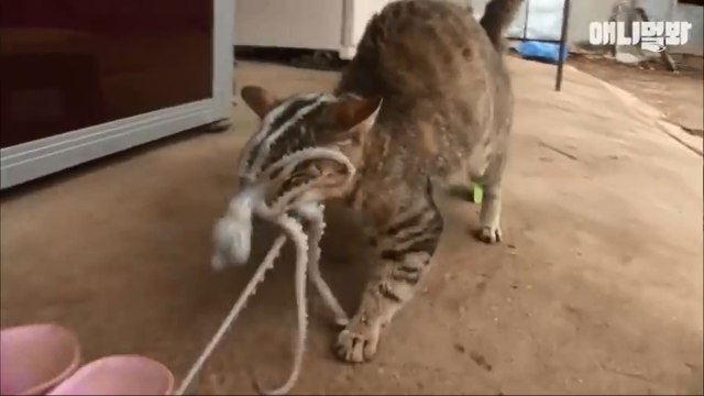 SBS TV동물농장x애니멀봐 2018 #2 | 강아지, 개, 고양이, 원숭이, 코끼리... 귀엽