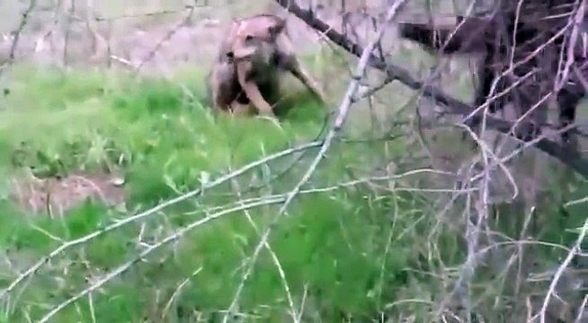 видео волк пришел деревенский волк video wolf came the village wolf kurt köy kurt geldi