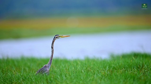 Amazing Odisha | Unique Tourist Attractions to Visit | Swosti Chilika Resort