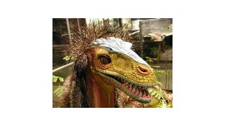 What did feathers look like on Velociraptor?