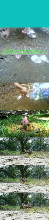 Birdtrap: The best bird traps to catch wild birds - homemade bird trap