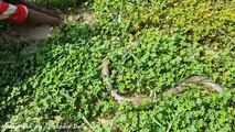 OMG! Two Brave Boys Catch Big Cobra Snake Near Truck And Excavator While Digging The Ground