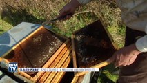 Les abeilles meurent de froid