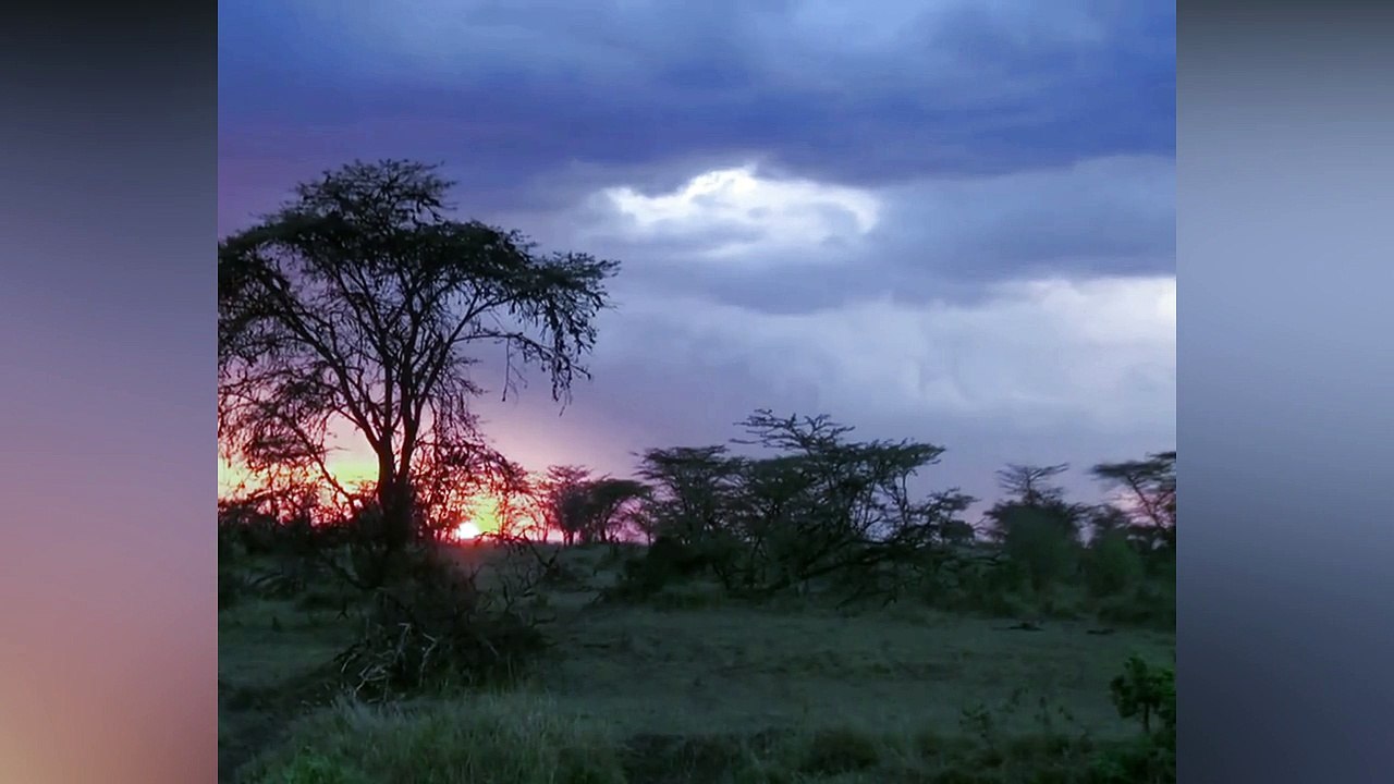 Lion Vs Buffalo Vs Wildebeest Animal Attack Nature Wildlife  - Most Amazing Wild Animal Attack Videos