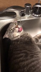 Download Video: Ce chat AIME l'eau !! Couché sous le robinet pour boire dans le lavabo !