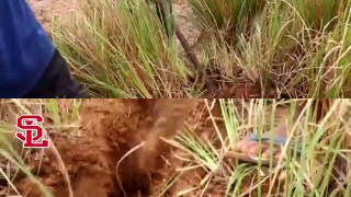 Amazing Brave Boys Catch A Giant Python Snake in a Hole - How to Catch Python Snake in My Village