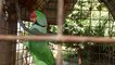 talking parrot mitthu