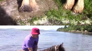 How To Wash Horses Hoofs And Their Feathered Legs The Easy Way