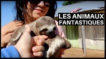 Les Animaux Fantastiques