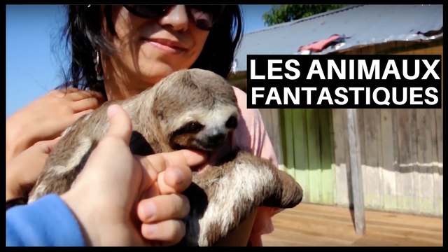 Les Animaux Fantastiques