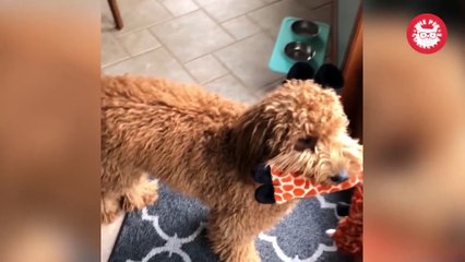 Dog Refuses To Go Outside Without a Toy