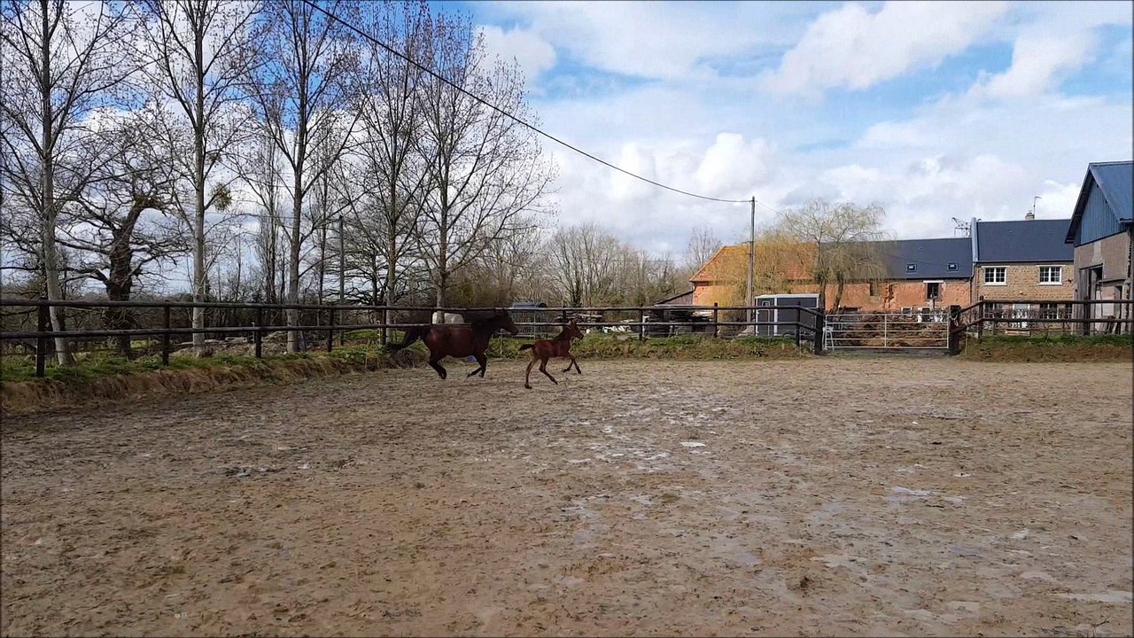 Illix des Edènes 3 semaines