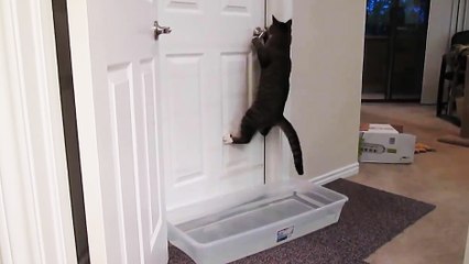 Un chat entêté quand il s'agit d'ouvrir des portes
