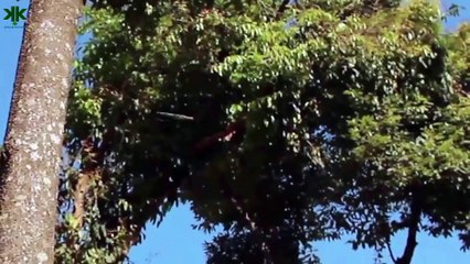 Kamuflaj ustası Uçan Kertenkele