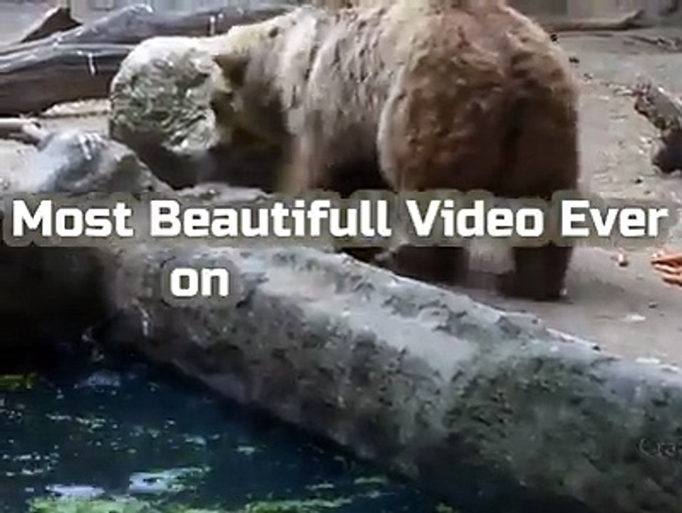 Animals Save Other Animals But We Humans Don't Help each Other. 