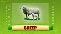 Sheep - Animals - Pre School - Animated Educational Videos For Kids