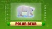 Polar Bear - Animals - Pre School - Animated Educational Videos For Kids