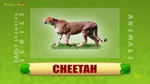 Cheetah - Animals - Pre School - Animated Educational Videos For Kids