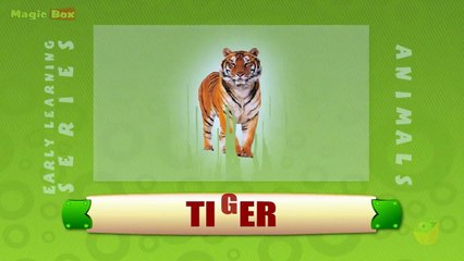 Tiger - Animals - Pre School - Animated Educational Videos For Kids