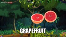 Grapefruit - Fruits - Pre School - Animated Educational Videos For Kids