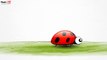 Beetles - Insects - Pre School - Learn Spelling Videos For Kids