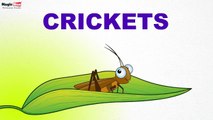 Crickets - Insects - Pre School - Learn Spelling Videos For Kids