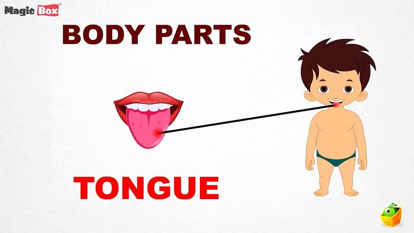 parts of the tongue for kids