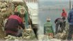 Kashmir : Restoration of Dal lake in full swing | Oneindia News