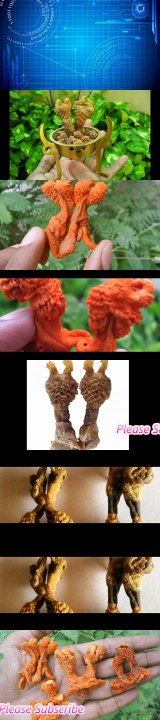 पैसा चाहियें तो हत्था जोड़ी का यह उपाय अवश्य करके देखिये