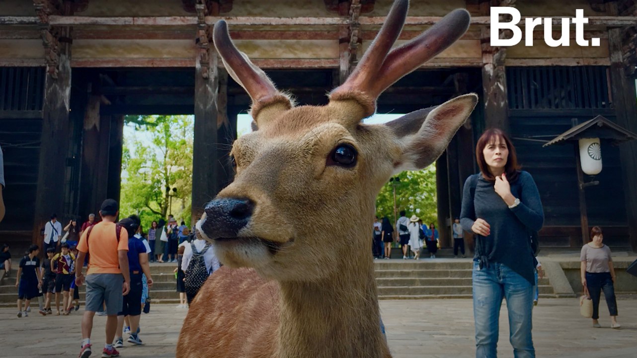 Les cerfs Sika envahissent la ville de Nara