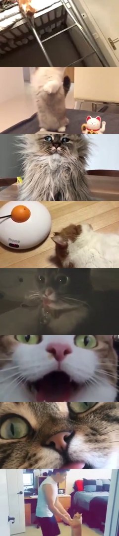 ⁣Cat funny vedio cat cut cat hot