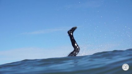 Adrénaline - Surf : highlights-espinho-LQS-2018-day-2