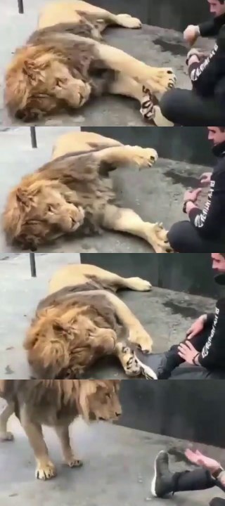 LION ATTECKED MEN