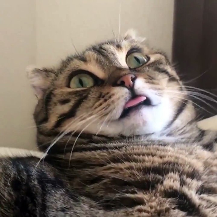 I think my cat's broken