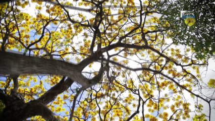 S.E. M. Gabriel MACAYA TREJOS (Costa-Rica) - tourisme durable dans les Outre-mer - cese