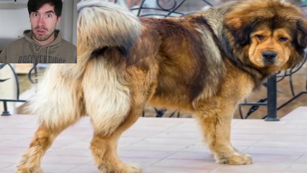 LOS PERROS MAS CAROS DEL MUNDO ! the most expensive dogs in the world