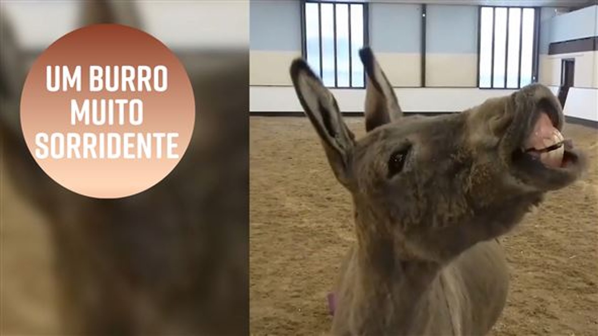 Envia para um burro! #viral #fyp #parati #foryou #humor #burrito #burr